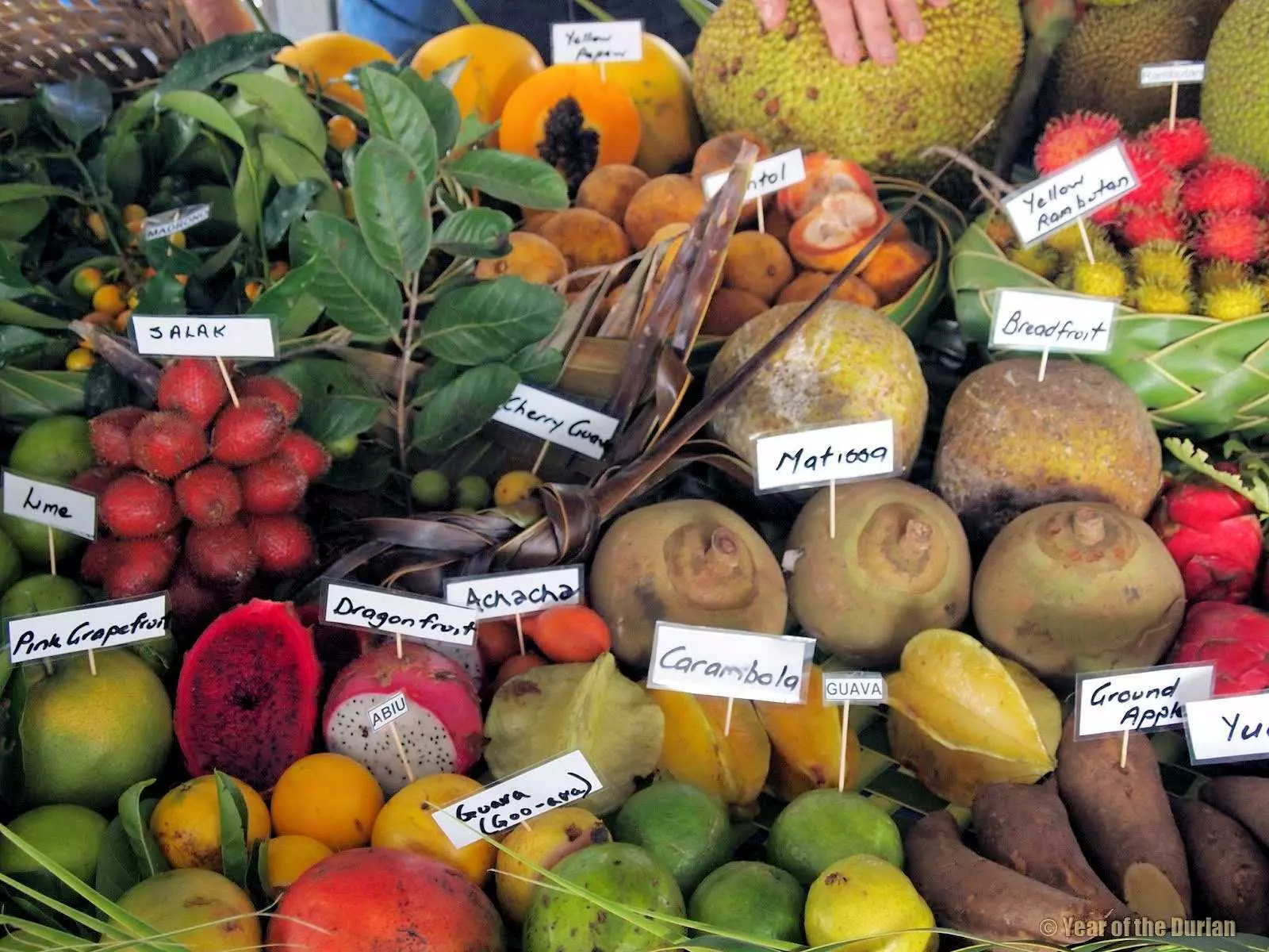Festival Agriculture Prachinburi